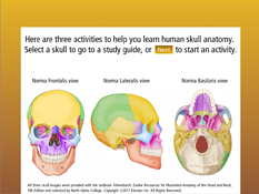 Identify parts of a human skull activity